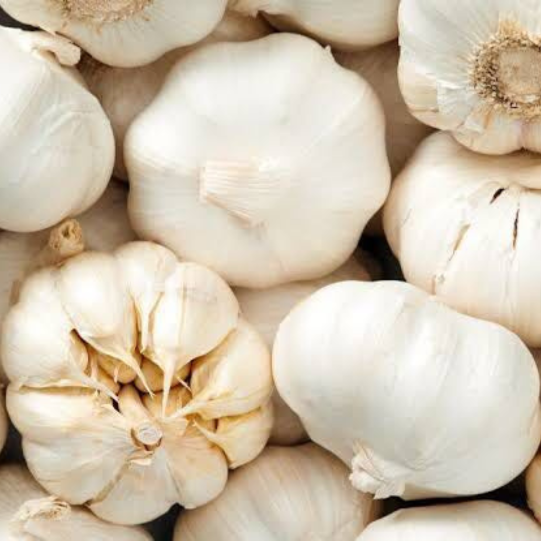 4 Music Garlic Bulbs for Planting - High Yields, Non-GMO, Suitable for Home Gardening Vegetable