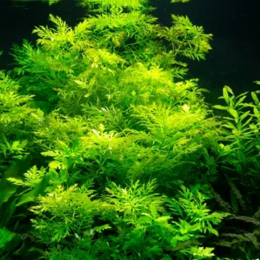 6 Live Aquarium Plants - Aquatic Premium Assorted Green Plant Pack for Fish Tanks | Ideal for Freshwater Aquariums