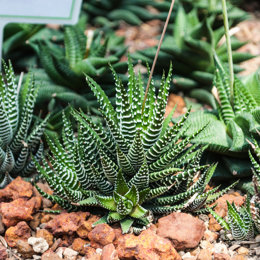 Haworthia Zebra Succulent Plant Live, 2 to 5 Inch Tall, Houseplant, Indoor Outdoor Decoration, Suitable for Home garden, Office, Gifts