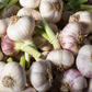 4 Purple Stripe Garlic Bulbs for Planting - High Yields, Non-GMO, Suitable for Home Gardening Vegetable