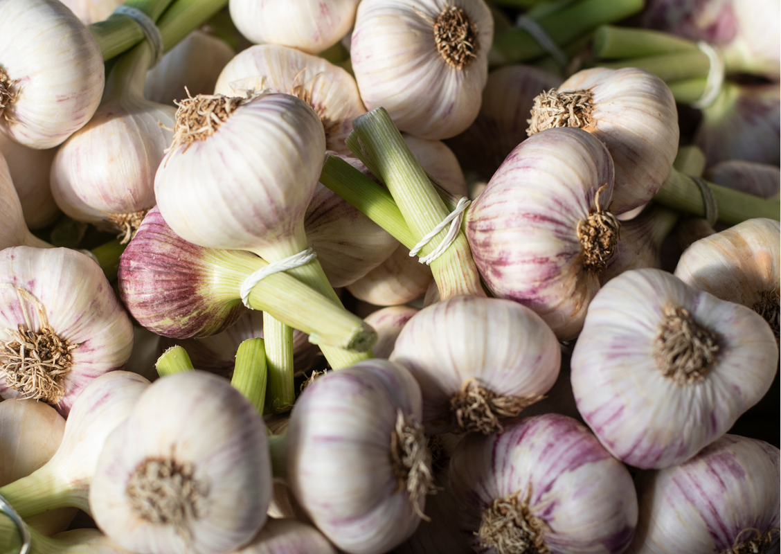 4 Purple Stripe Garlic Bulbs for Planting - High Yields, Non-GMO, Suitable for Home Gardening Vegetable