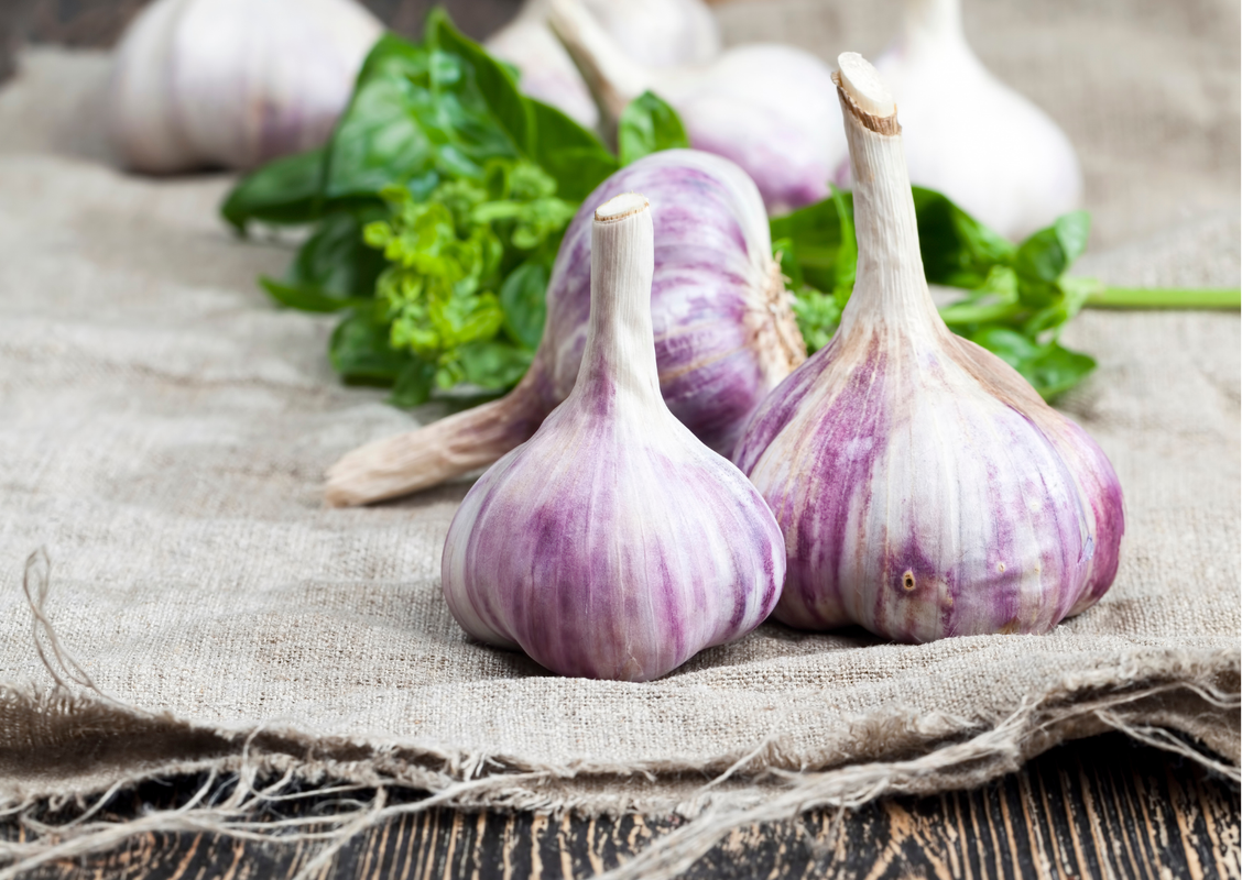 4 Purple Stripe Garlic Bulbs for Planting - High Yields, Non-GMO, Suitable for Home Gardening Vegetable
