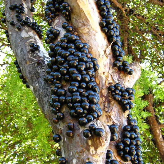 Jaboticaba Fruit Tree – 1-2 Ft Tall | Rare Jaboticaba Tree for Garden - Exotic Fruit Tree