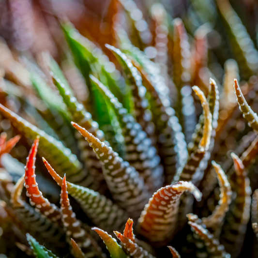 Haworthia Zebra Succulent Plant Live, 2 to 5 Inch Tall, Houseplant, Indoor Outdoor Decoration, Suitable for Home garden, Office, Gifts