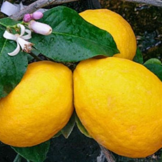 Meyer Lemon Plant Live – 1-2 Ft Tall | Meyer Lemon Bush for Fruiting Garden