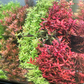 Aquarium Plants Live - Aquatic Ludwigia Repens Dark Red Aquarium Plants in 2" Pot for Freshwater Fish Tank
