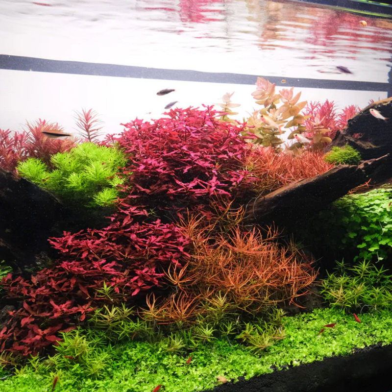 Aquarium Plants Live - Aquatic Ludwigia Repens Dark Red Aquarium Plants in 2" Pot for Freshwater Fish Tank