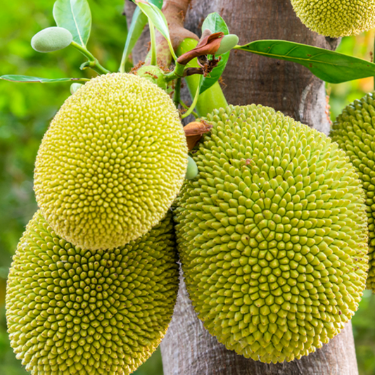 Jackfruit Tree Plant – 1-2 Ft Tall | Exotic Jackfruit Tree for Garden - Sweet Tropical Fruit