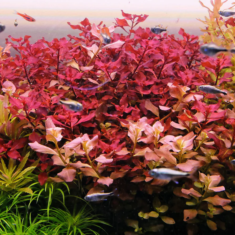 Aquarium Plants Live - Aquatic Ludwigia Repens Dark Red Aquarium Plants in 2" Pot for Freshwater Fish Tank