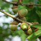 Oak Tree Live Plant for Planting, 6 to 12 Inch Tall, Well Rooted, Easy to Plant