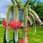 Trailing Monkey Tail Cactus Plant Live, 6 to 8 Inches Tall, Live Succulents Houseplant