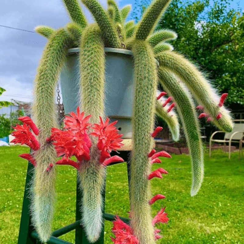 Trailing Monkey Tail Cactus Plant Live, 6 to 8 Inches Tall, Live Succulents Houseplant