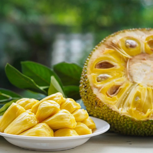 Jackfruit Tree Plant – 1-2 Ft Tall | Exotic Jackfruit Tree for Garden - Sweet Tropical Fruit