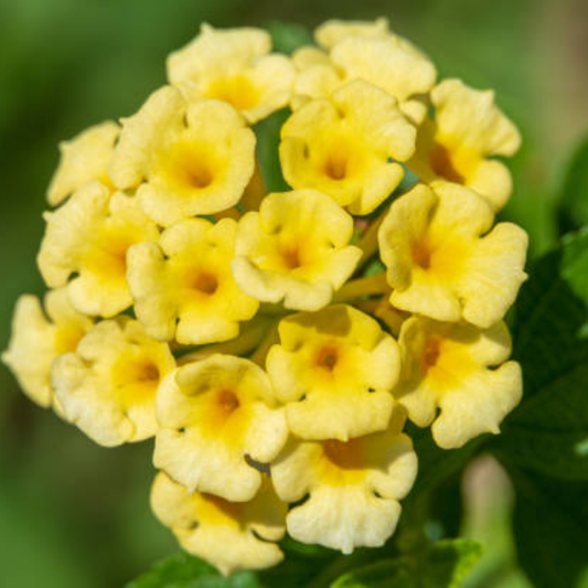 Set 2 Yellow Lantana Live Plants, Well Rooted, Perennial Flower Planting