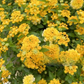 Set 2 Yellow Lantana Live Plants, Well Rooted, Perennial Flower Planting