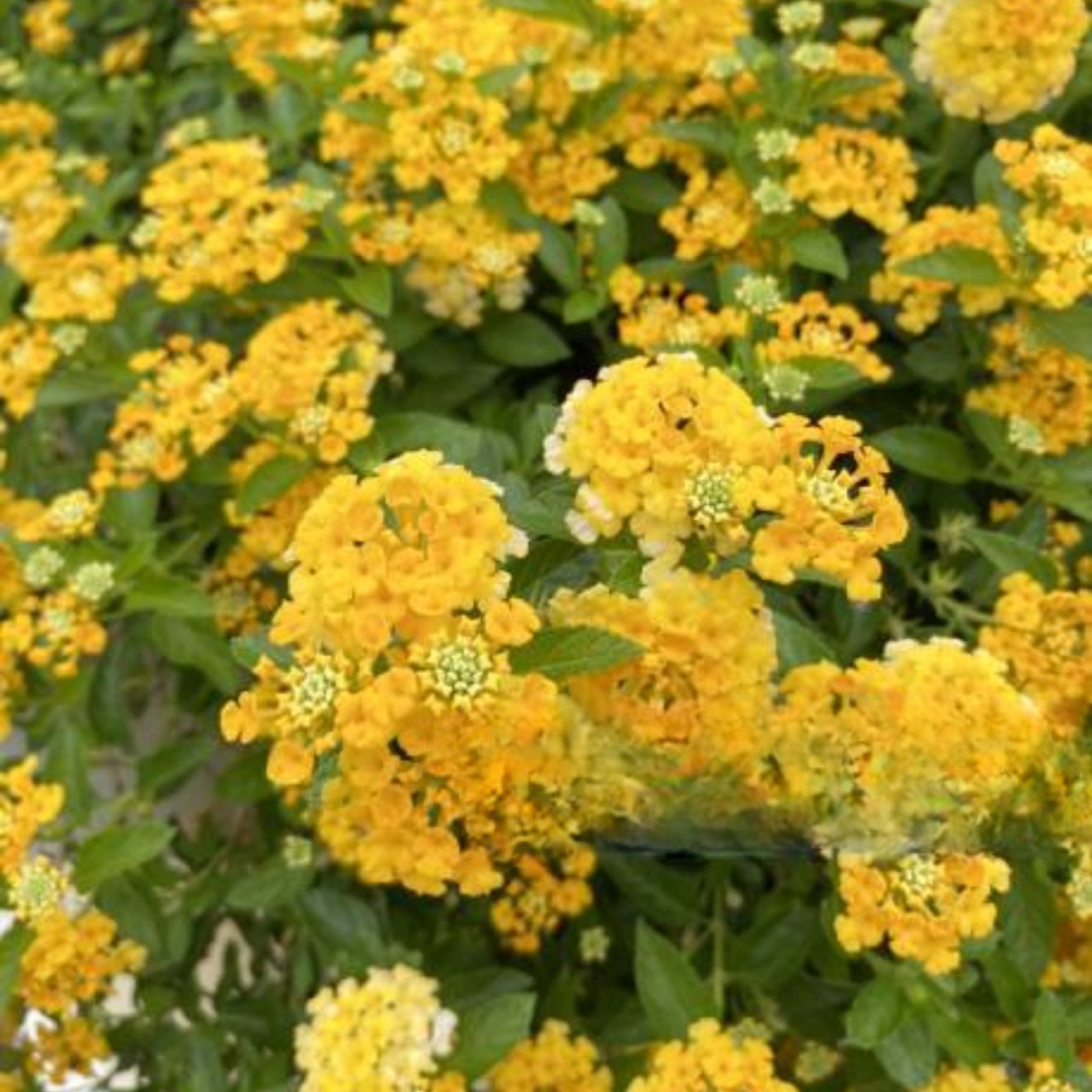 Set 2 Yellow Lantana Live Plants, Well Rooted, Perennial Flower Planting