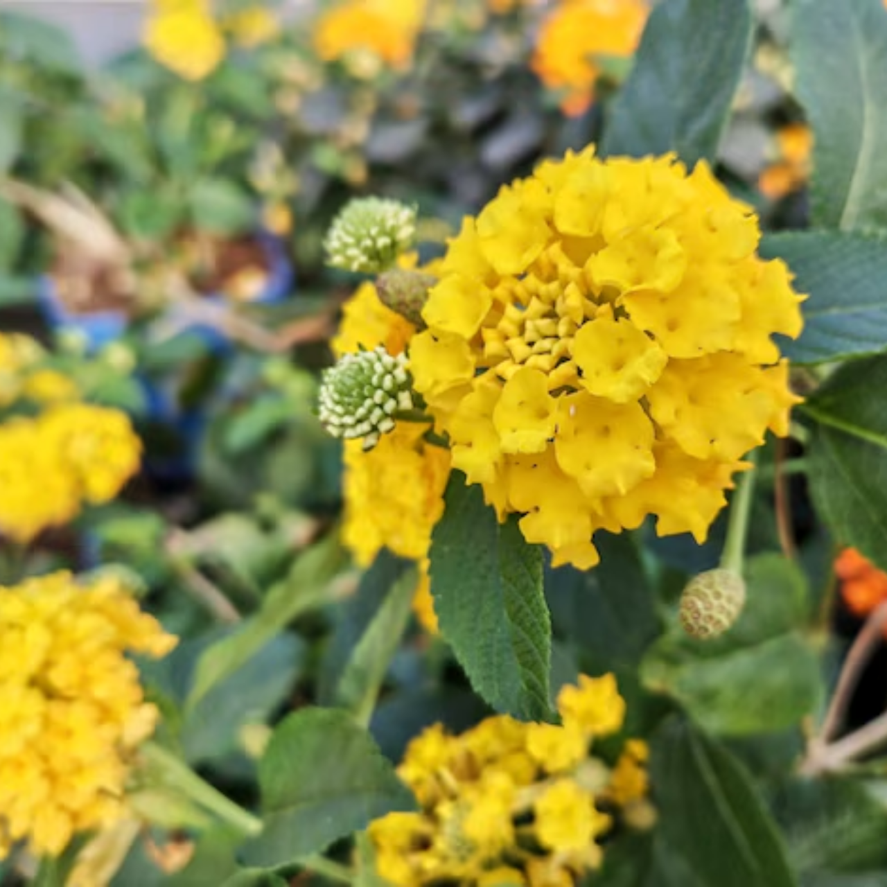 Set 2 Yellow Lantana Live Plants, Well Rooted, Perennial Flower Planting