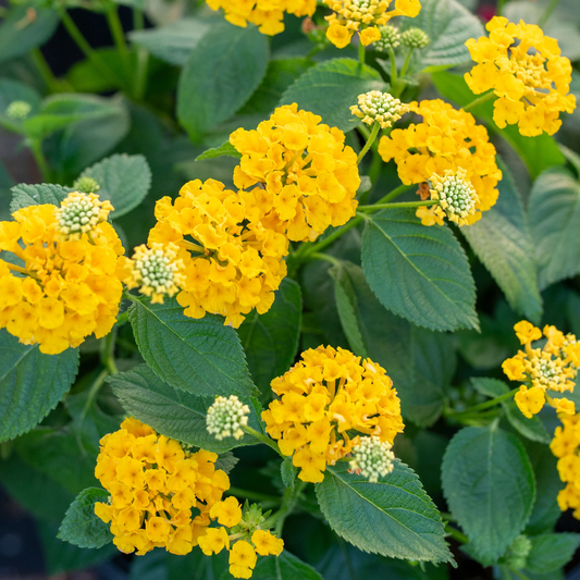 Set 2 Yellow Lantana Live Plants, Well Rooted, Perennial Flower Planting
