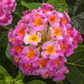 Set 2 Pink Lantana Live Plants, Well Rooted, 5 to 6 Inc Tall, Perennial Flower Planting