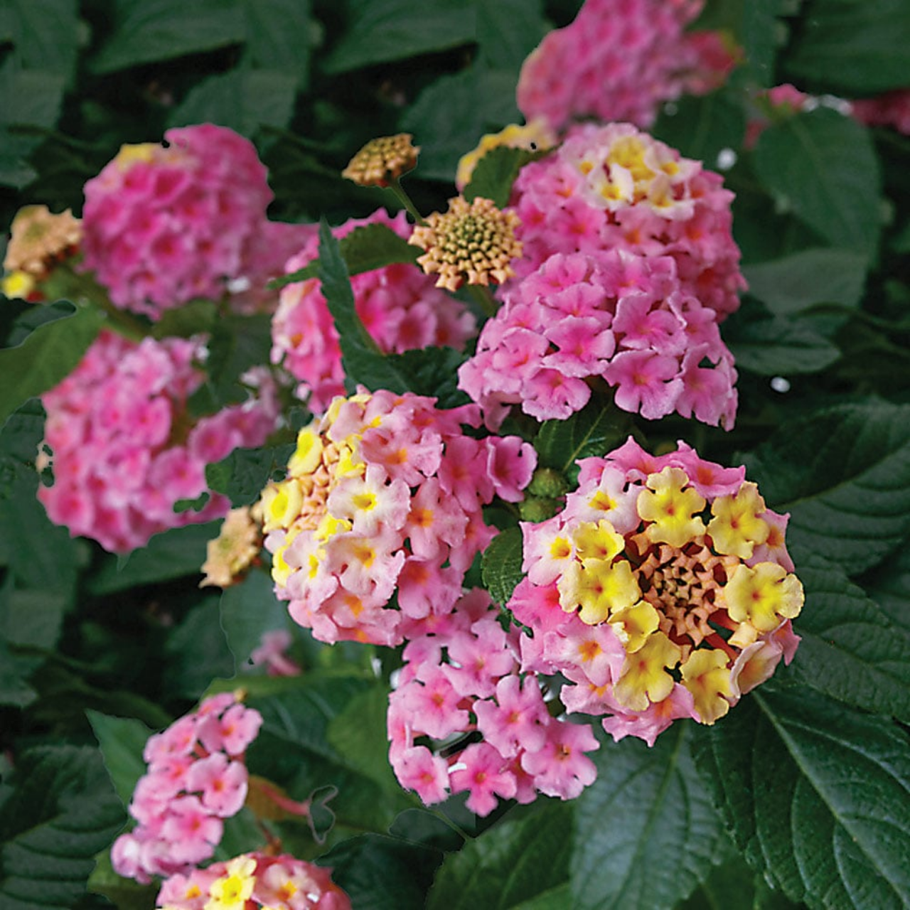 Set 2 Pink Lantana Live Plants, Well Rooted, 5 to 6 Inc Tall, Perennial Flower Planting