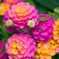 Set 2 Pink Lantana Live Plants, Well Rooted, 5 to 6 Inc Tall, Perennial Flower Planting