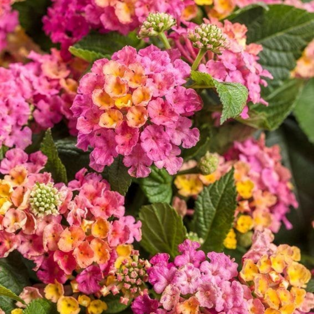 Set 2 Pink Lantana Live Plants, Well Rooted, 5 to 6 Inc Tall, Perennial Flower Planting