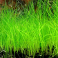 Dwarf Aquatic Hairgrass Plant Live (Eleocharis Parvula) - Live Aquarium Plants for Freshwater Fish Tank