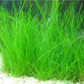 Dwarf Aquatic Hairgrass Plant Live (Eleocharis Parvula) - Live Aquarium Plants for Freshwater Fish Tank