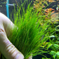 Dwarf Aquatic Hairgrass Plant Live (Eleocharis Parvula) - Live Aquarium Plants for Freshwater Fish Tank