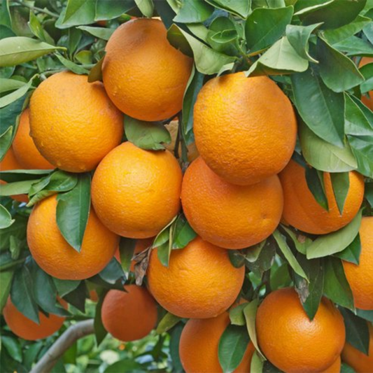 Pineapple Orange Tree – 1-2 Ft Tall | Sweet Pineapple Orange Tree for Garden - Unique Fruit Flavor