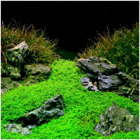 3 Pack Dwarf Aquatic Baby Tears Micranthemum Plant Live - Live Aquarium Plants for Fish Tank