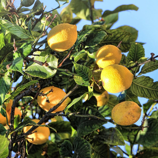 Meyer Lemon Plant Live – 1-2 Ft Tall | Meyer Lemon Bush for Fruiting Garden