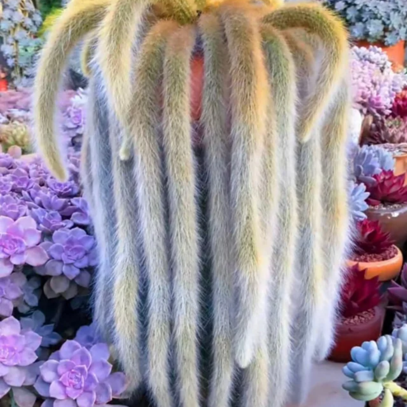 Trailing Monkey Tail Cactus Plant Live, 6 to 8 Inches Tall, Live Succulents Houseplant
