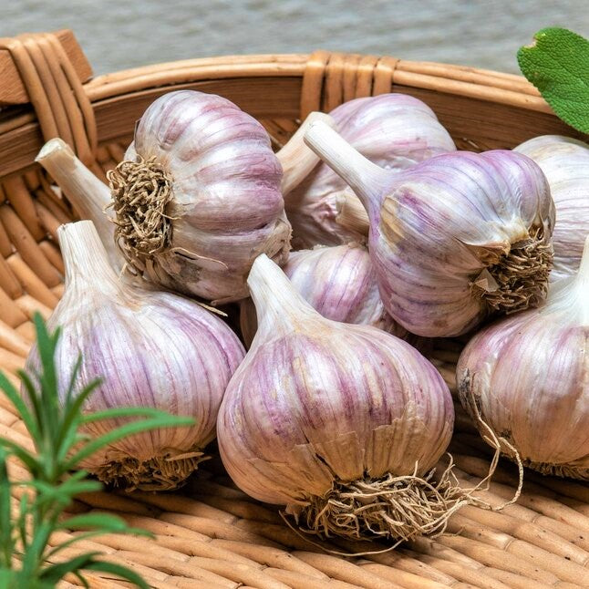 4 Purple Stripe Garlic Bulbs for Planting - High Yields, Non-GMO, Suitable for Home Gardening Vegetable