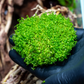 3 Pack Dwarf Aquatic Baby Tears Micranthemum Plant Live - Live Aquarium Plants for Fish Tank