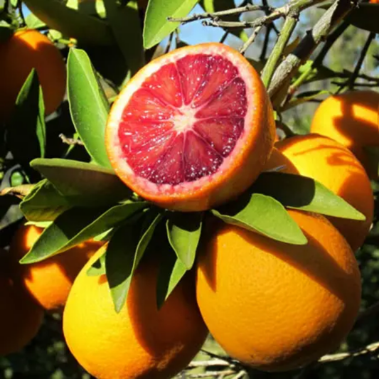 Blood Orange Tree Plant – 1-2 Ft Tall | Sweet Blood Orange Tree for Garden - Juicy, Colorful Fruit