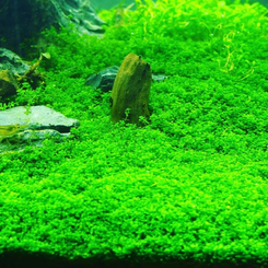 3 Pack Dwarf Aquatic Baby Tears Micranthemum Plant Live - Live Aquarium Plants for Fish Tank