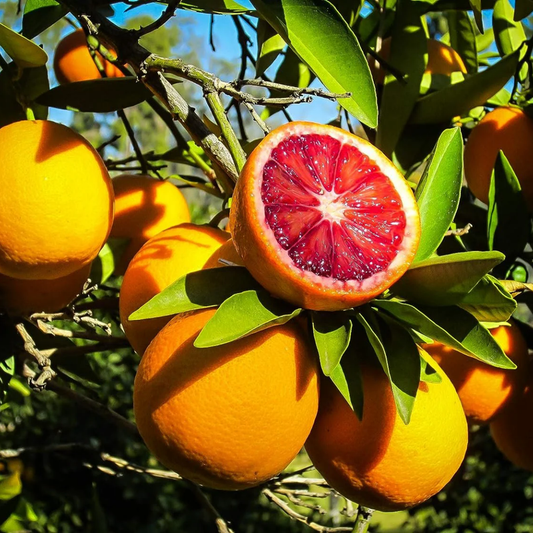 Blood Orange Tree Plant – 1-2 Ft Tall | Sweet Blood Orange Tree for Garden - Juicy, Colorful Fruit