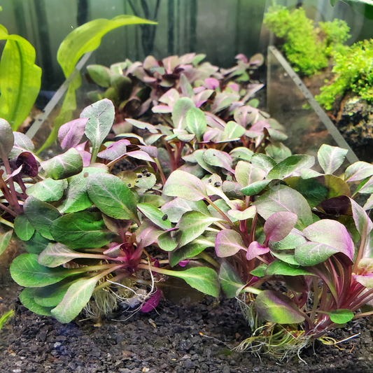 Dwarf Aquatic Plant Cardinal Easy Live Aquarium Plant Live - Lobelia Cardinalis for Freshwater Tanks