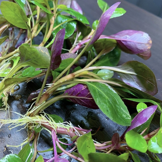 Dwarf Aquatic Plant Cardinal Easy Live Aquarium Plant Live - Lobelia Cardinalis for Freshwater Tanks