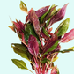 Dwarf Aquatic Plant Cardinal Easy Live Aquarium Plant Live - Lobelia Cardinalis for Freshwater Tanks