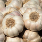 Early Italian Garlic Bulbs for Planting - High Yields, Non-GMO, Suitable for Home Gardening Vegetable