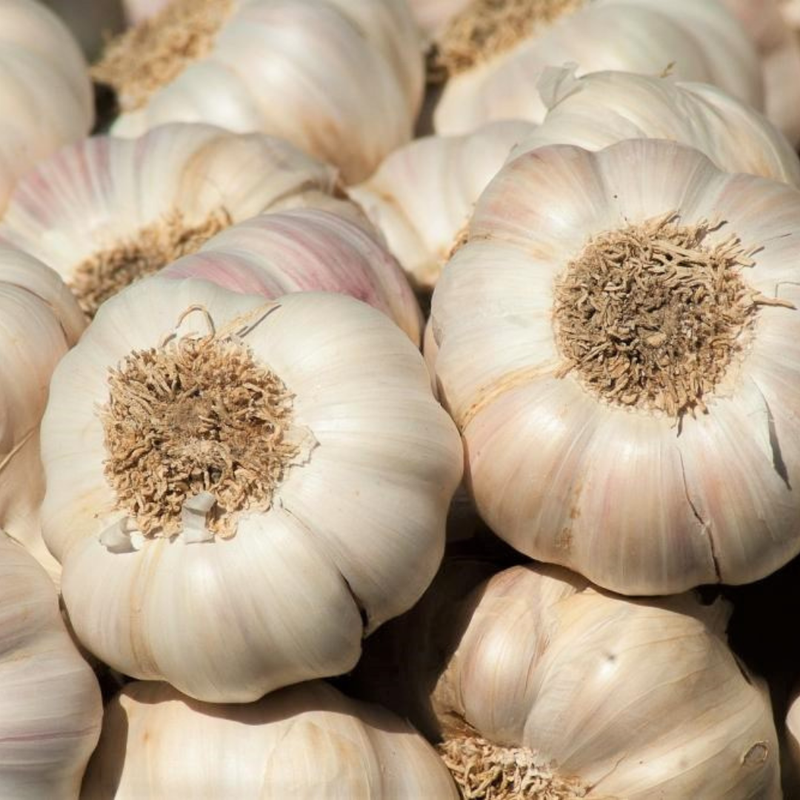 Early Italian Garlic Bulbs for Planting - High Yields, Non-GMO, Suitable for Home Gardening Vegetable