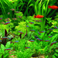 6 Live Aquarium Plants - Aquatic Premium Assorted Green Plant Pack for Fish Tanks | Ideal for Freshwater Aquariums
