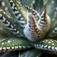 Haworthia Zebra Succulent Plant Live, 2 to 5 Inch Tall, Houseplant, Indoor Outdoor Decoration, Suitable for Home garden, Office, Gifts