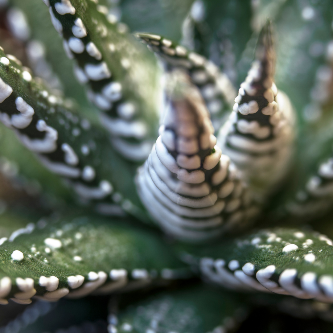 Haworthia Zebra Succulent Plant Live, 2 to 5 Inch Tall, Houseplant, Indoor Outdoor Decoration, Suitable for Home garden, Office, Gifts