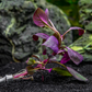 Dwarf Aquatic Plant Cardinal Easy Live Aquarium Plant Live - Lobelia Cardinalis for Freshwater Tanks