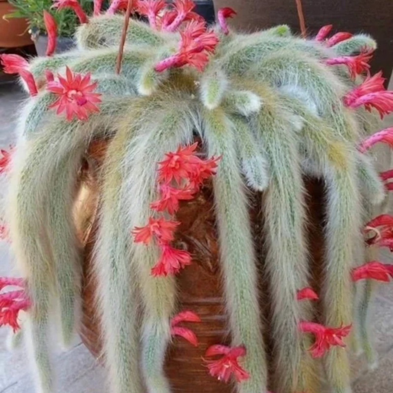 Trailing Monkey Tail Cactus Plant Live, 6 to 8 Inches Tall, Live Succulents Houseplant