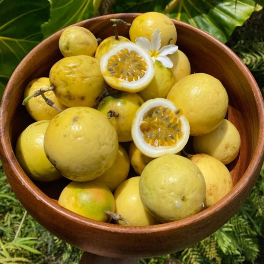 Yellow Passion Fruit Plant, 5 to 8 Inch Tall,  Perennial Passionfruit Plant