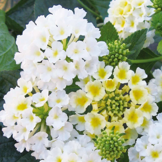 Set 2 White Lantana Live Plants, Well Rooted, 5 to 6 Inc Tall, Perennial Flower Planting
